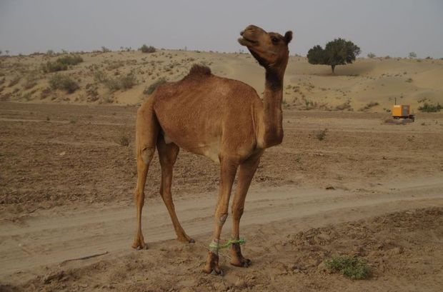 2014-03-11 Inde Jaisalmer Camels Chameaux